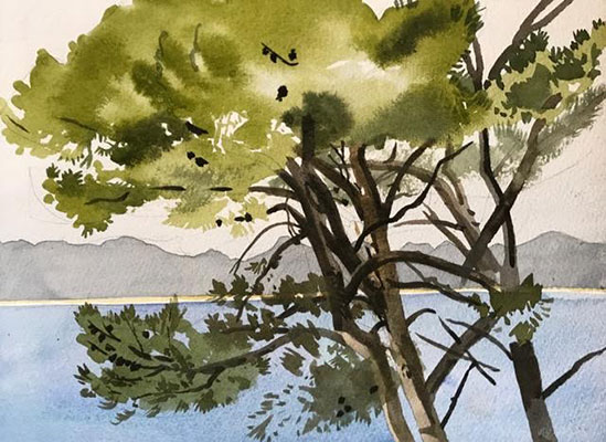 Aleppo Pines, La Victòria Hermitage, Mallorca