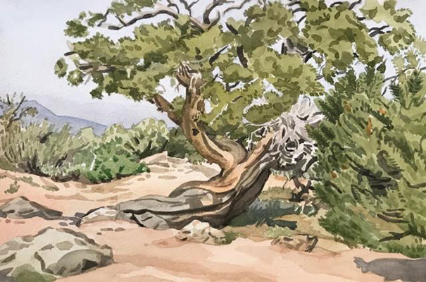 Utah Juniper, Black Canyon of the Gunnison, Colorado